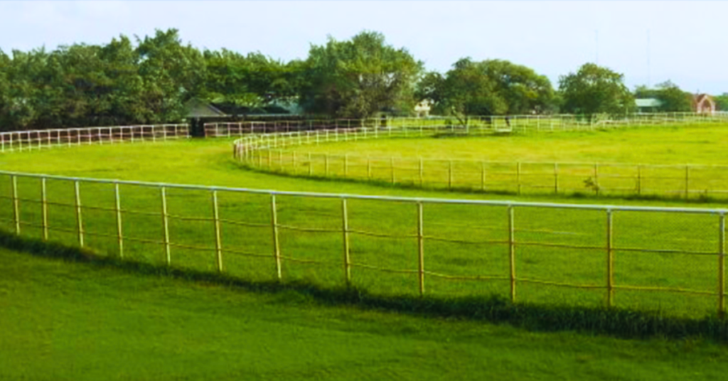 "Poonawalla Stud Farms- Producing Rare Champions Since 1946" 6 Poonawalla Stud Farms