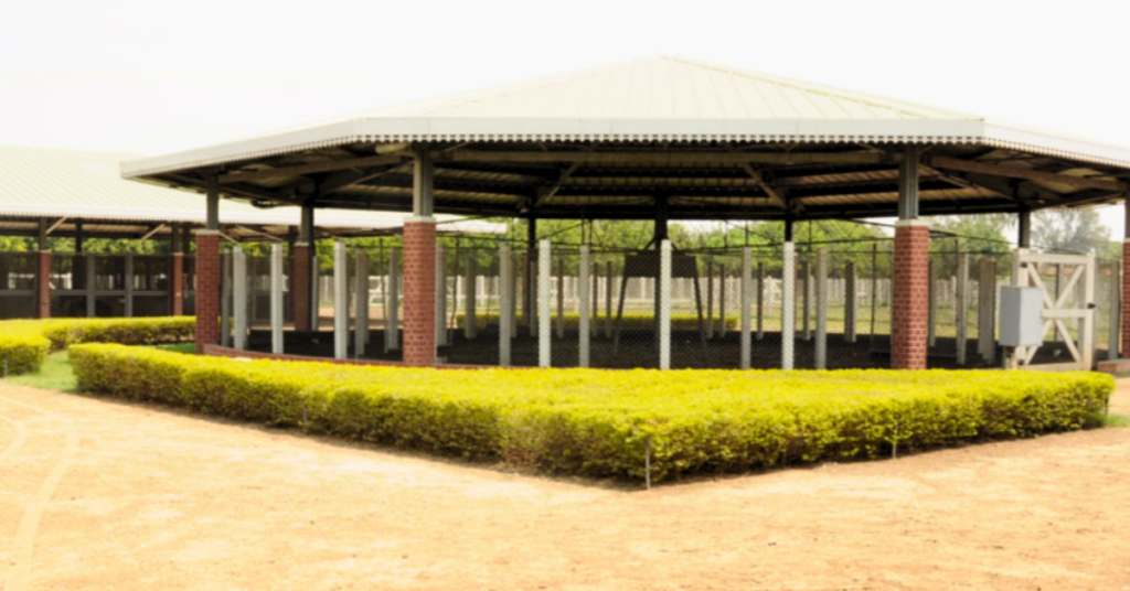 "Poonawalla Stud Farms- Producing Rare Champions Since 1946" 5 Poonawalla Stud Farms