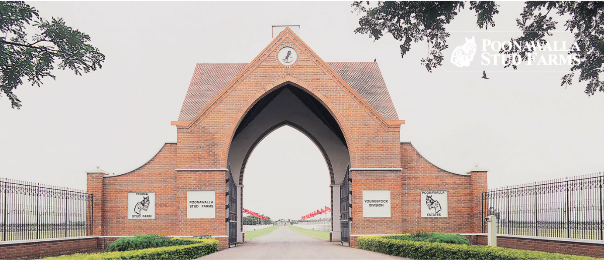 Poonawalla Stud Farms